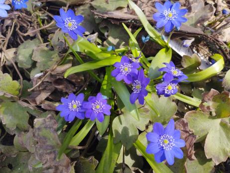 Печеночница Вечерний звон (Transsilvanica)