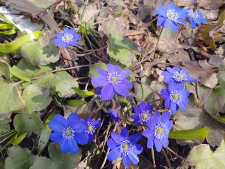 Печеночница Вечерний звон (Transsilvanica)