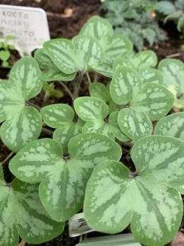 Печеночница Picos Strain (Nobilis)