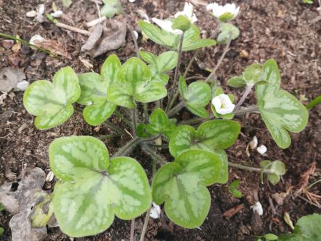 Печеночница Picos Strain (Nobilis)