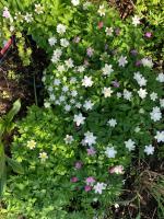 Анемона Alba plena (Nemorosa)