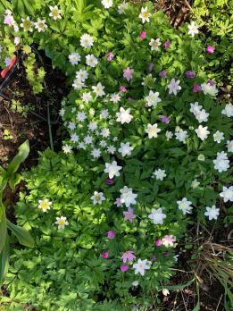 Анемона Alba plena (Nemorosa)