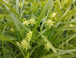 Осока Грея (Carex grayi)