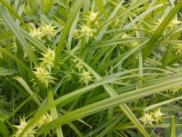 Осока Грея (Carex grayi)