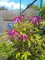 Княжик Purple Surprise