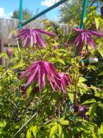 Княжик Purple Surprise