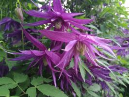 Княжик Purple Surprise