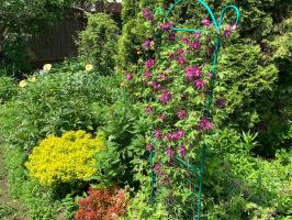 Княжик Purple Surprise