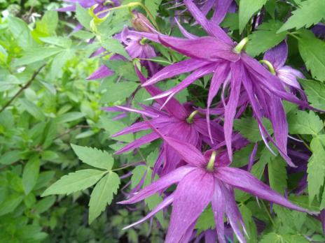 Княжик Purple Surprise