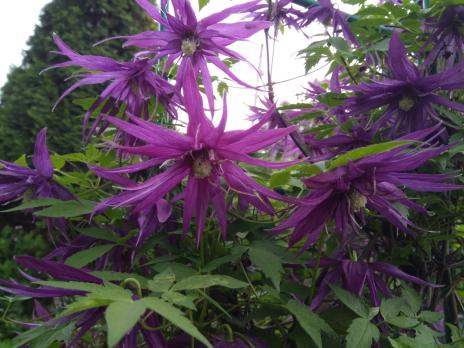 Княжик Purple Surprise