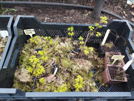 Княжик Pink surprise