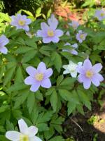 Анемона Blue beauty (Nemorosa)