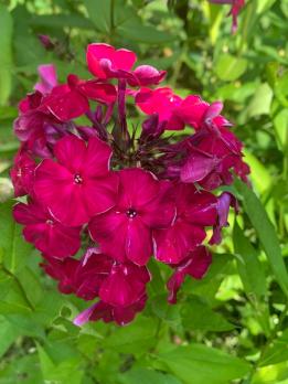 Флокс Павел Бажов (П.Г. Гаганов 1953 г.)