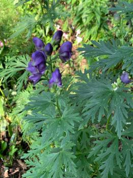 Аконит Nanum napellus