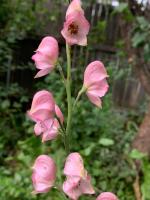 Аконит Pink sensation