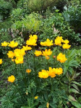 Купальница Джунгарская