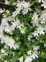 Колокольчик White blush (Молочноцветковый)