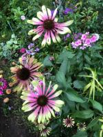 Эхинацея Green twister