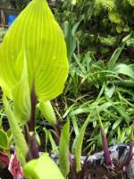 Хоста Holar Sunset Python (М)