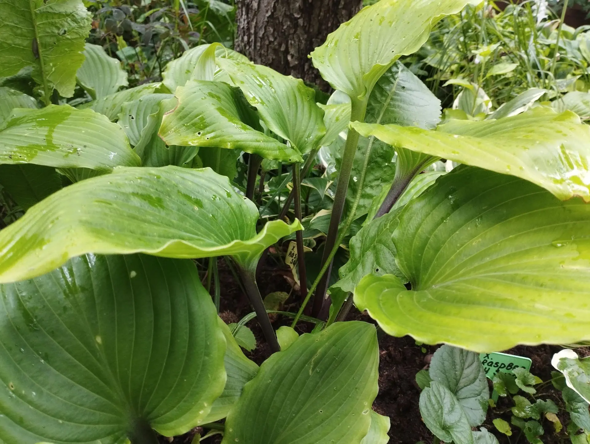 Хоста Holar Sunset Python (М)