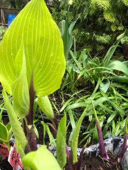 Хоста Holar Sunset Python (М)