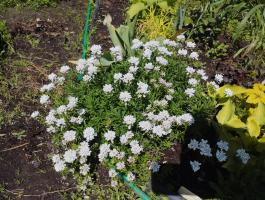 Иберис вечнозеленый Whiteout