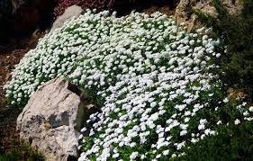 Иберис вечнозеленый Whiteout