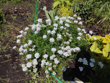 Иберис вечнозеленый Whiteout