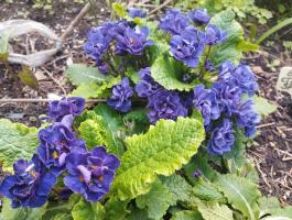 Примула Belarina Baltic blue (Грибридная)