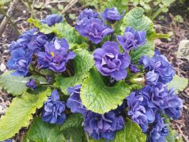 Примула Belarina Baltic blue (Грибридная)