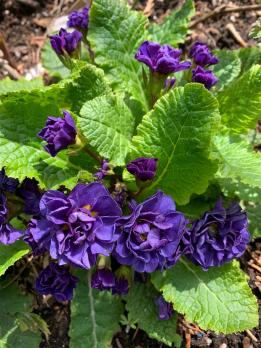 Примула Belarina Baltic blue (Грибридная)