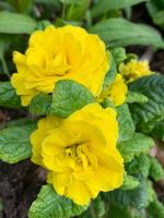 Примула Belarina Prima day - Glow yellow (Гибридная )