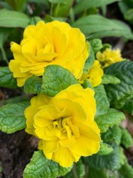 Примула Belarina Prima day - Glow yellow (Гибридная )