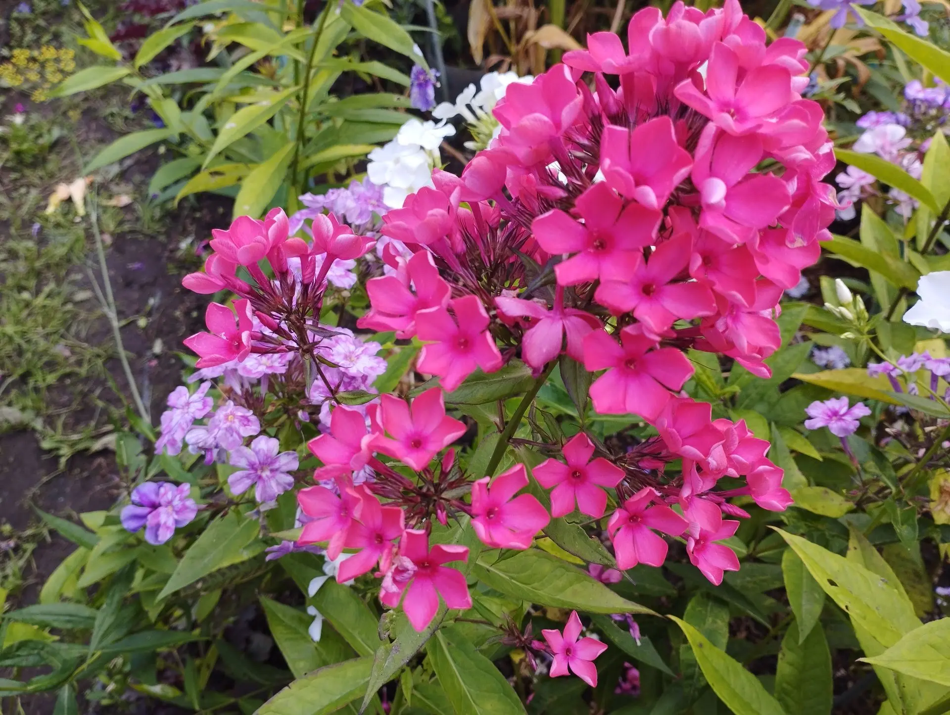 Флокс Красавишна (А. Долженко)