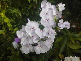 Флокс Флэм лайт блю (G.B.H. Bartels 2014 г.)