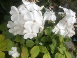 Флокс Леди Ди (Горунова Т.Б.)