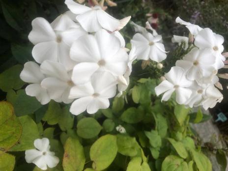 Флокс Леди Ди (Горунова Т.Б.)