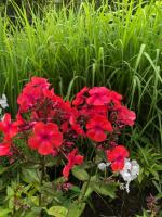 Флокс Золотая антилопа (В.И. Егорова)