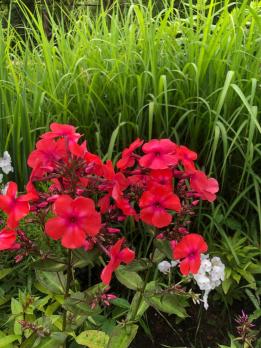 Флокс Золотая антилопа (В.И. Егорова)