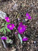 Печеночница Bibo red (Nobilis)
