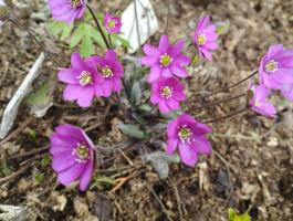 Печеночница Bibo red (Nobilis)