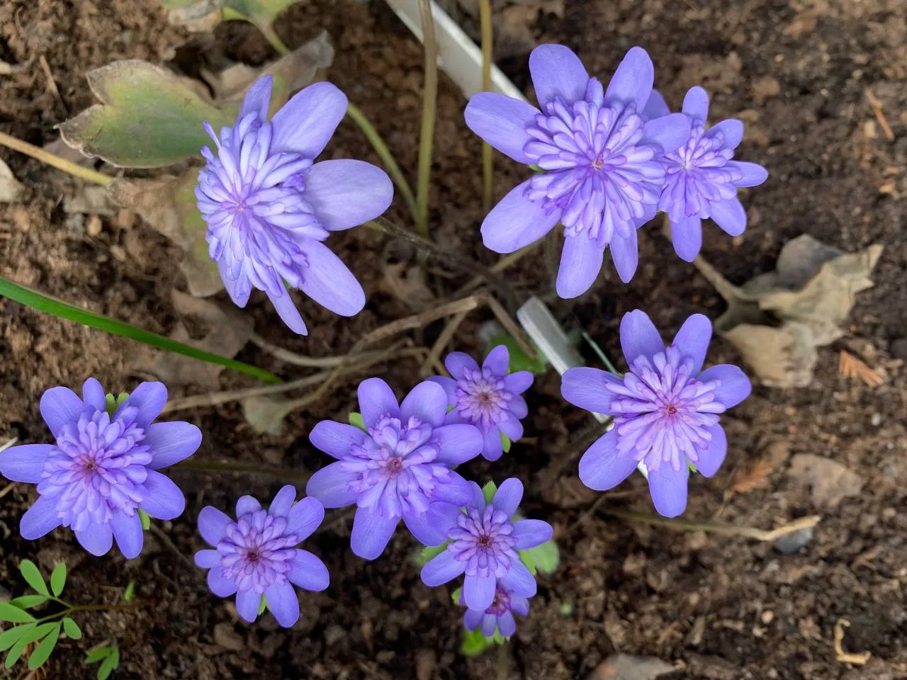 Печеночница Barbarossa (Transsilvanica)