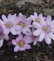 Печеночница Schwanensee (Transsilvanica)