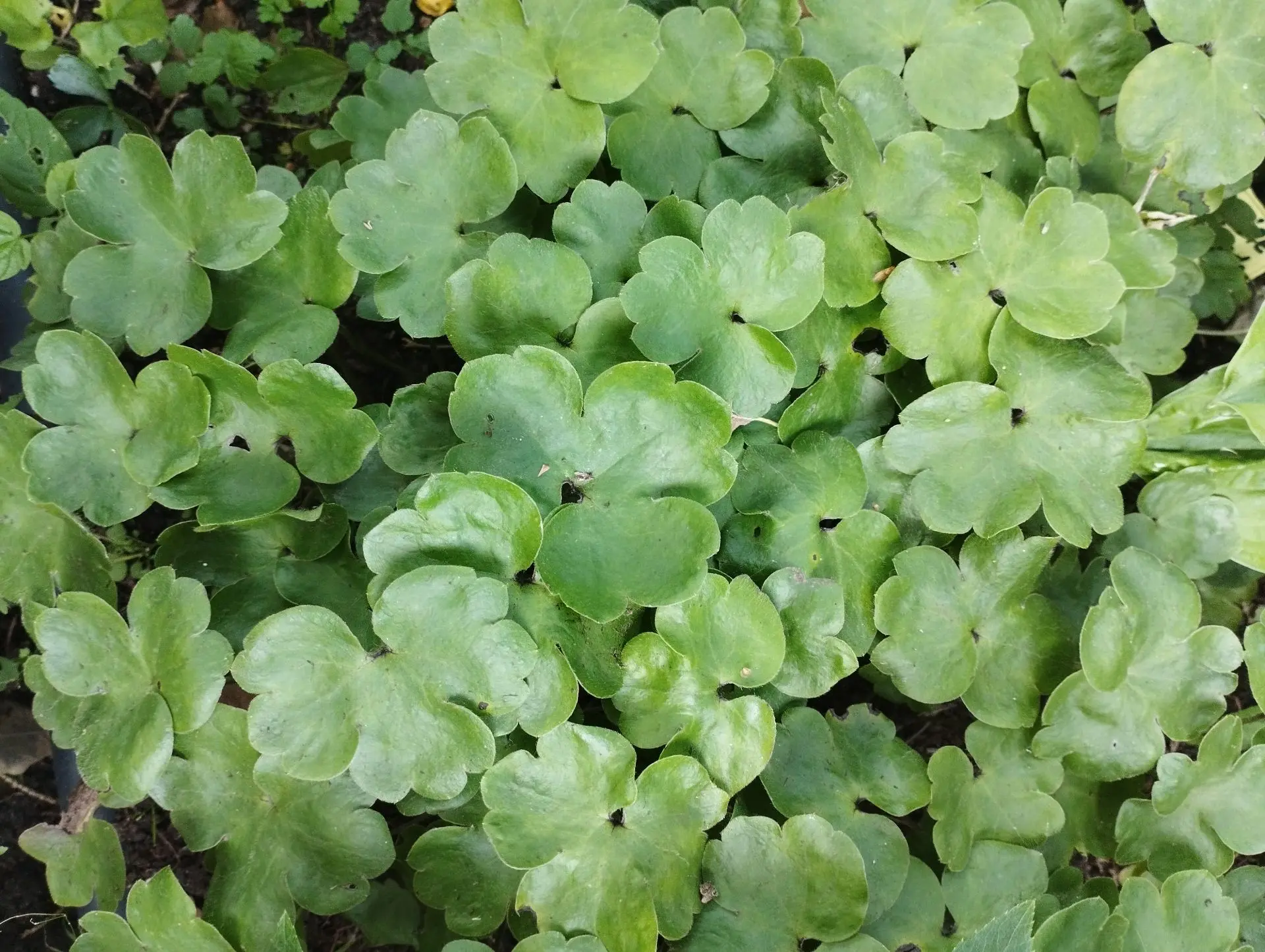 Печеночница Schwanensee (Transsilvanica)