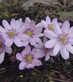 Печеночница Schwanensee (Transsilvanica)