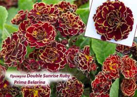 Примула Double sunrise ruby (Гибридная)