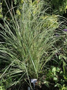 Вейник остроцветковый Overdam