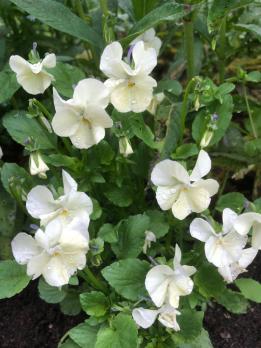 Фиалка Rebecca белая (Рогатая)