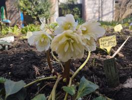 Морозник черный Snow Frills