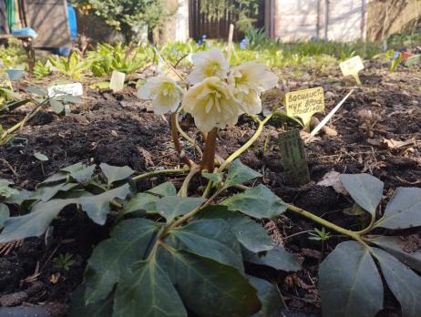 Морозник черный Snow Frills